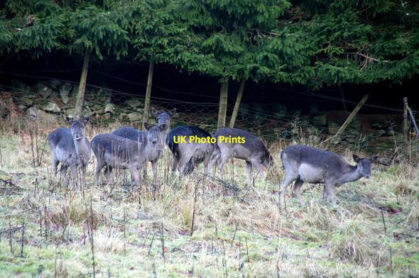 Photo 6"x4" Fallow Deer (Dama dama), Hatton, near Dunkeld Dunkeld c2013