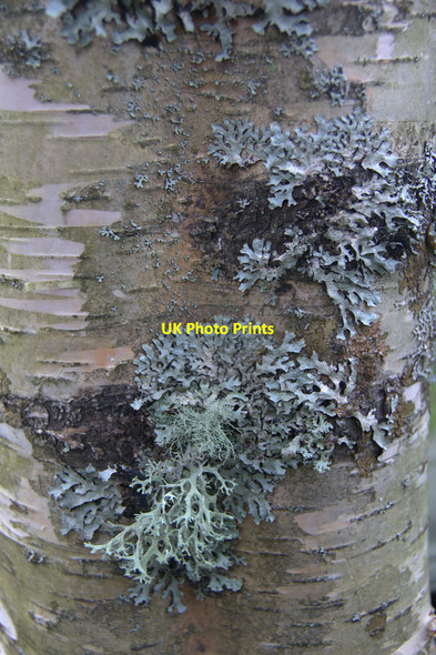 Photo 6"x4" Lichen on a birch trunk, Dunkeld Dunkeld c2013
