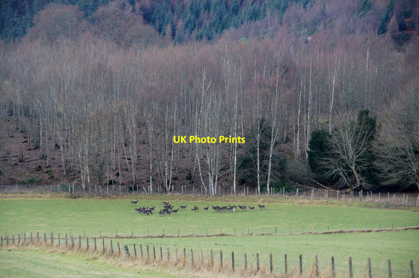 Photo 6"x4" Deer beside birches, Dunkeld Dunkeld c2013