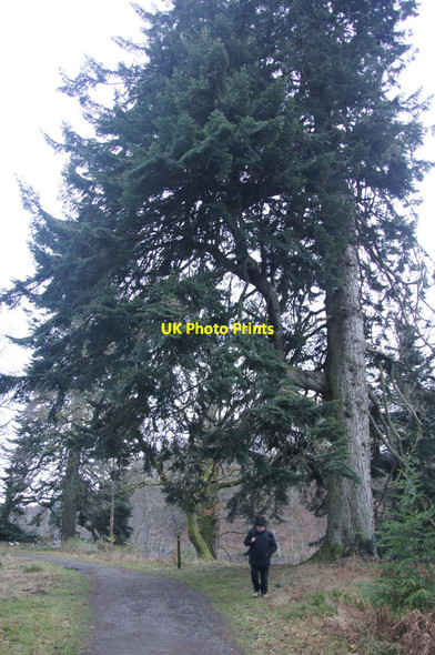 Photo 6"x4" Champion tree beside the Tay at Dunkeld House Hotel Inver\/NO0142 c2013