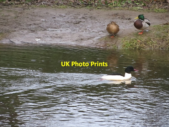 Photo 6"x4" Ducks, Water of Leith Craiglockhart c2014