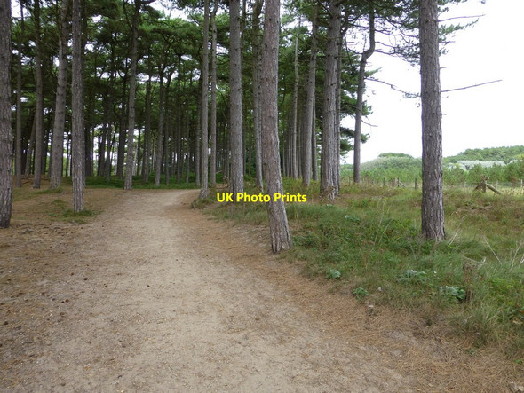 Photo 6"x4" Path through conifers near Sandfield Farm Formby c2013