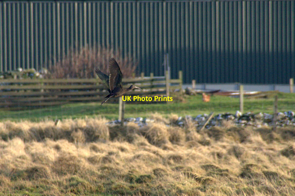 Photo 6"x4" Glossy Ibis (Plegadis falcinella), Ungirsta, Haroldswick Burrafirth c2014