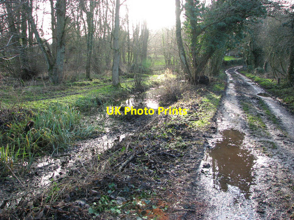 Photo 6"x4" Track to Surlingham Surlingham c2014
