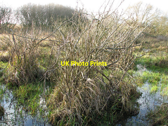 Photo 6"x4" Church Marsh in early January Postwick c2014