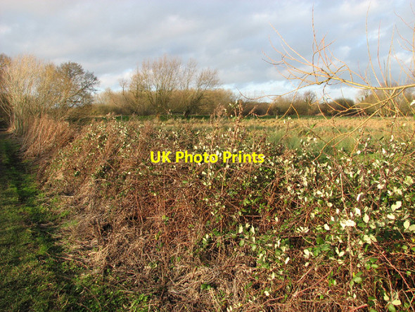 Photo 6"x4" Brambles beside the path in Church Marsh Postwick c2014