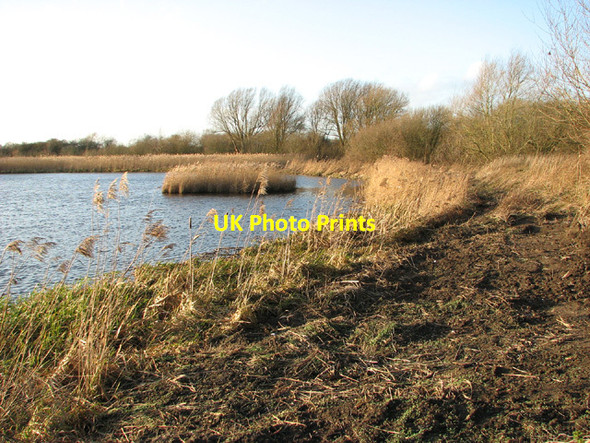 Photo 6"x4" The northern edge of Church Marsh in January Postwick c2014
