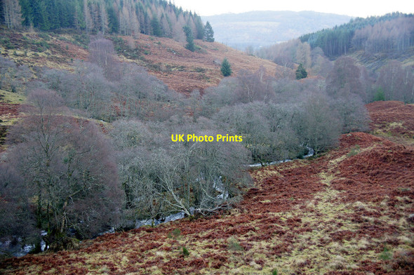 Photo 6"x4" Birches along a burn at Birkenburn, near Dunkeld Dunkeld c2014