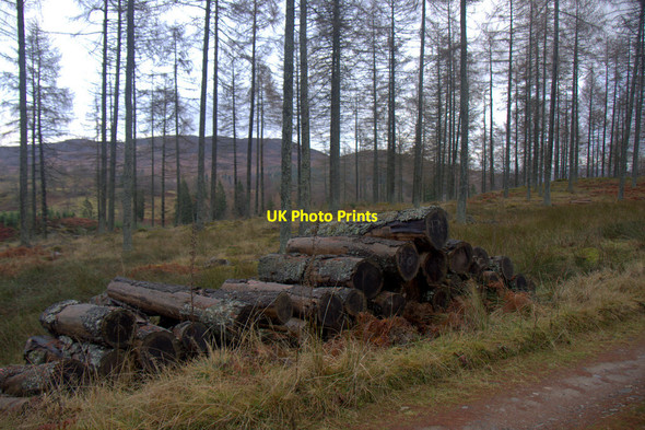 Photo 6"x4" Abandoned woodpile in forestry near Birkenburn, near Dunkeld Dunkeld c2014