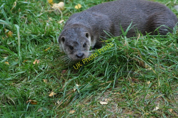 Photo 6"x4" European Otter at the Highland Wildlife Park Balavil\/NH7902 c2008