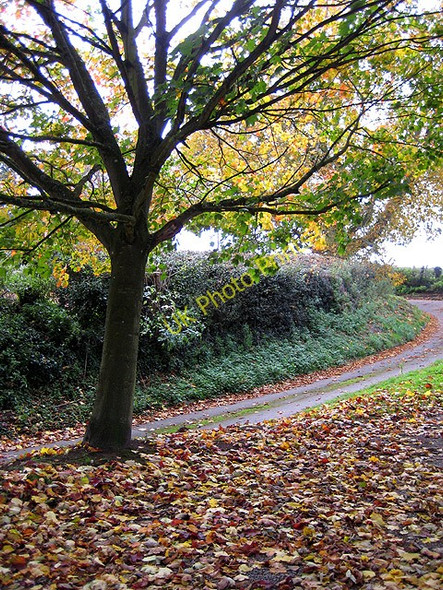 Photo 6"x4" A skeleton emerges Peterstow c2008