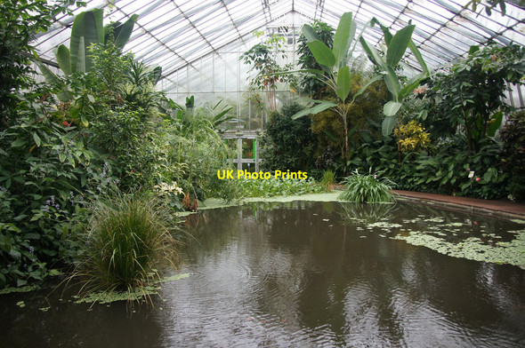 Photo 6"x4" Pond in the temperate zone of the glasshouses, Royal Botanic Gardens Edinburgh Inverleith c2013