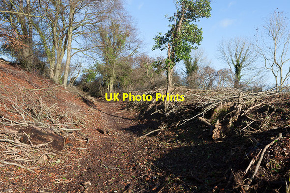Photo 6"x4" Tree felling on St. Catherine's Hill Winchester c2013 P1