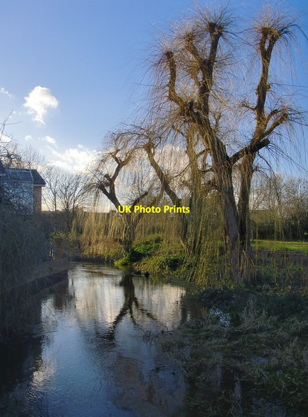 Photo 6"x4" Weeping willows by the River Colne, Staines Staines c2014
