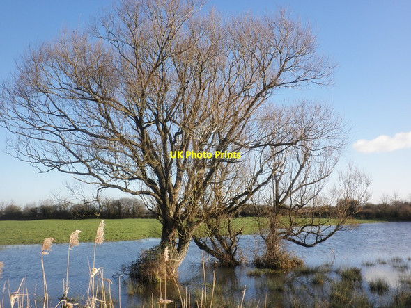 Photo 6"x4" Flooded field, near the canal towpath Huntworth\/ST3134 c2014