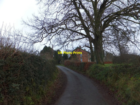 Photo 6"x4" Bare trees by the road near Parsonage Farm Meshaw c2014