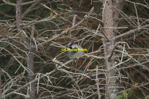 Photo 6"x4" House Sparrow (Passer domesticus), Baltasound school plantation Baliasta\/HP6009 c2005