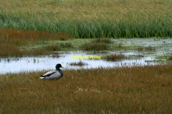 Photo 6"x4" Male Mallard, Haroldswick pool Bothen c2005