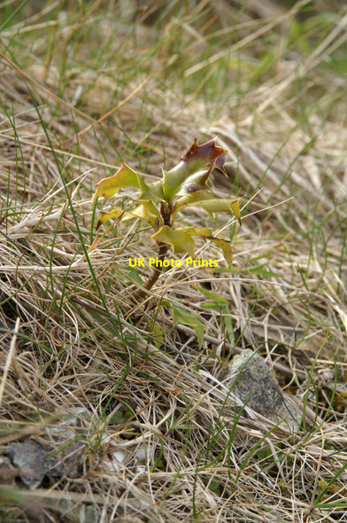 Photo 6"x4" Self-seeded Holly, Baltasound airport Baltasound c2005
