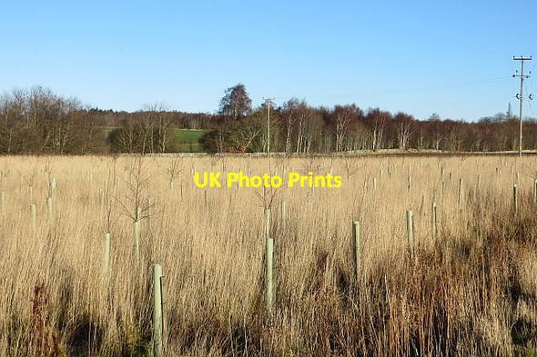 Photo 6"x4" Young woodland near Turin House Mains of Balgavies c2014