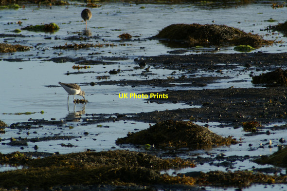Photo 6"x4" Greenshank (Tringa nebularia) on the Houb, Baltasound Baltasound c2005