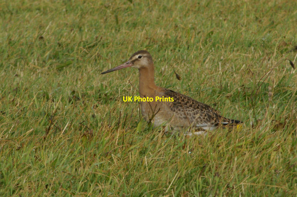 Photo 6"x4" Juvenile Black-tailed Godwit (Limosa limosa), Baltasound Baltasound c2005