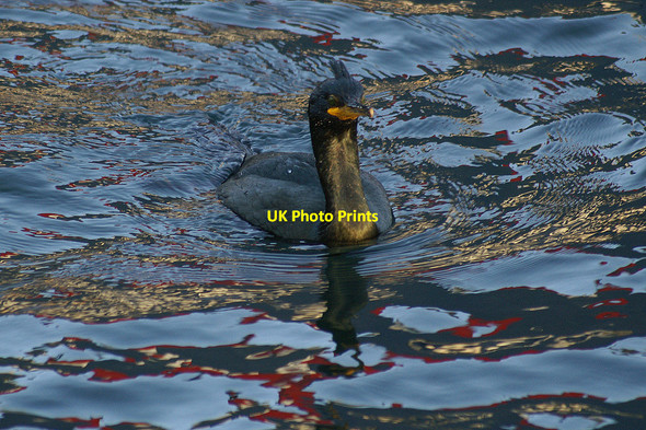 Photo 6"x4" Shag (Phalacrocorax aristotelis), Albert Dock, Lerwick Lerwick c2005