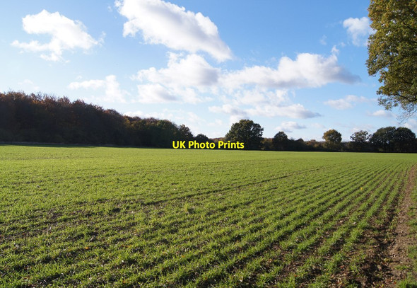 Photo 6"x4" Fields north of Dodsley Wood East Stratton c2013 P1