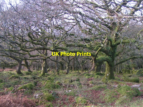 Photo 6"x4" Dartmoor woodland Water\/SX7580 c2013