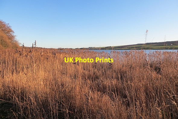 Photo 6"x4" Reed bed,  Rescobie Loch Rescobie c2014