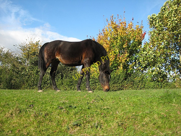Photo 6"x4" Cropping the grass Hampton Bishop c2008