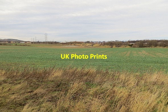 Photo 6"x4" Oilseed rape near Musselburgh Newcraighall c2014
