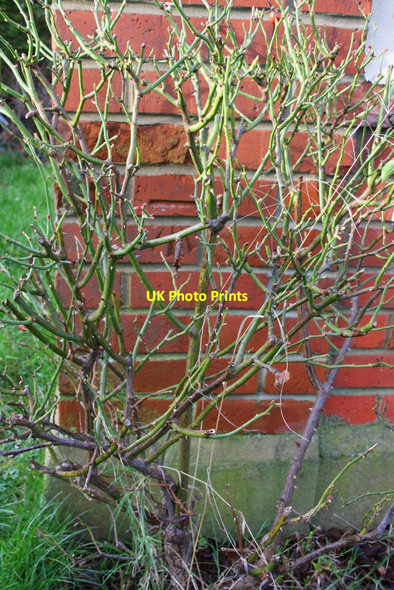 Photo 6"x4" Benchmark behind rose bush on #160 Staverton Road Reading c2014