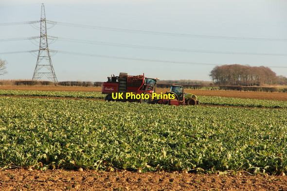 Photo 6"x4" Harvesting sugar beet Moor Wood\/TF0152 c2014