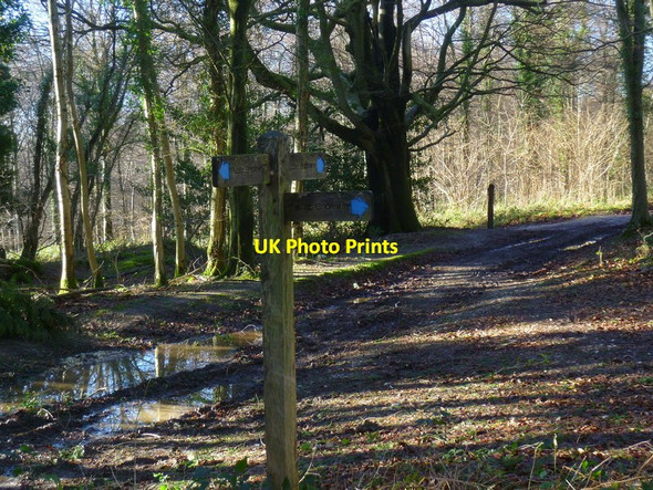 Photo 6"x4" Bridleway junction in the woods Upwaltham c2014