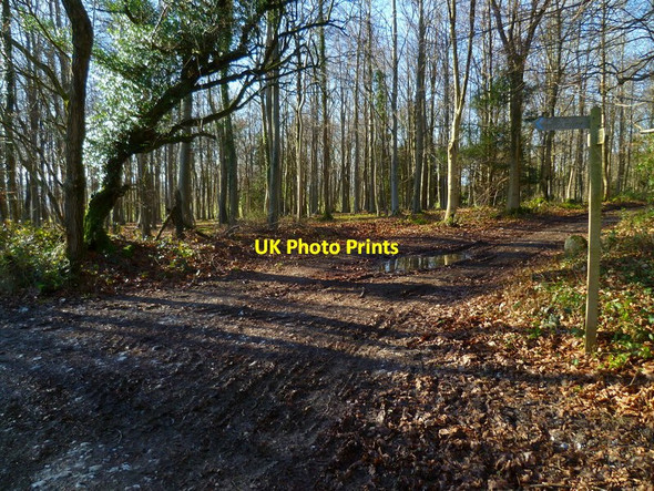 Photo 6"x4" Gumber Corner Upwaltham c2014