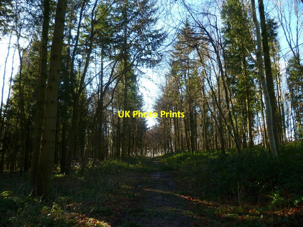 Photo 6"x4" Track through the woods near Gumber Farm Madehurst c2014