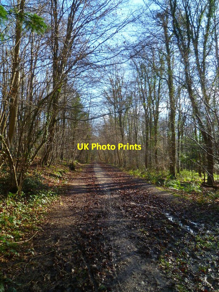 Photo 6"x4" Bridleway heading south east in North Wood Upwaltham c2014