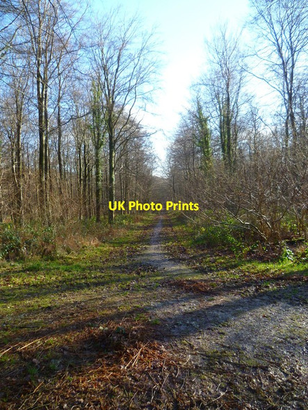 Photo 6"x4" Looking south east from crosstracks in North Wood Upwaltham c2014
