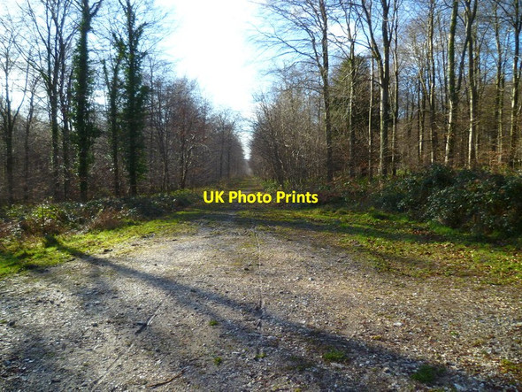 Photo 6"x4" Looking south west from bridleway at crosstracks in North Wood Upwaltham c2014