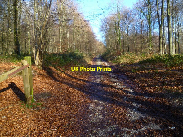Photo 6"x4" Bridleway in the northern part of North Wood Upwaltham c2014