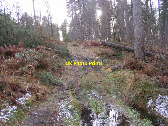 Photo 6"x4" Fallen Tree Pye Green c2014