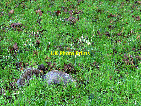 Photo 6"x4" Squirrel among the snowdrops Richmond\/TQ1874 c2014