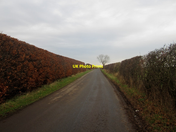 Photo 6"x4" Hedge lined country road near Alemill Ayton\/NT9261 c2014