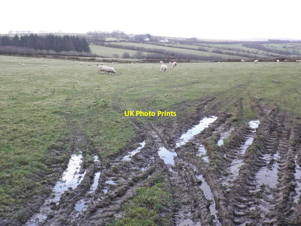 Photo 6"x4" Sheep grazing on wet winter pasture Simonsbath c2014