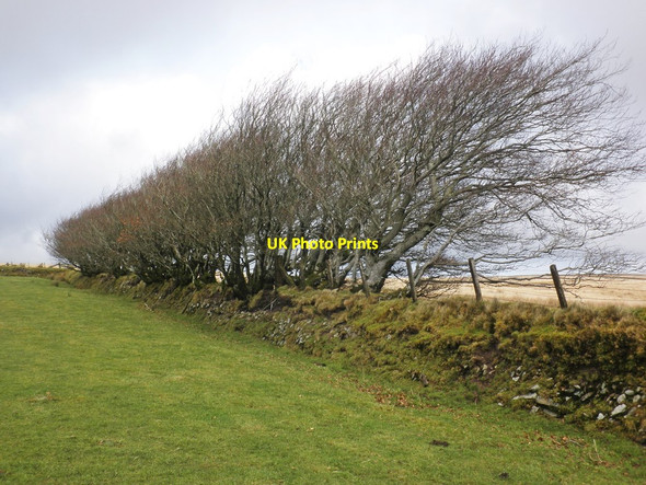 Photo 6"x4" Wind-ravaged beech hedge on Exmoor Edgcott\/SS8438 c2014
