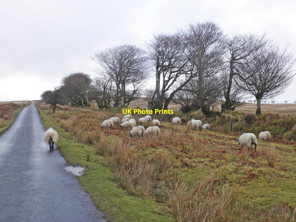 Photo 6"x4" Sheep forage by the roadside, near Alderman's Barrow Alderman's Barrow c2014