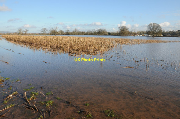 Photo 6"x4" Flooded Arable land Tewkesbury c2014