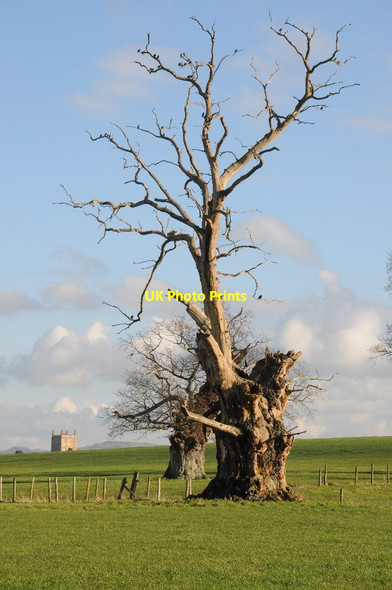 Photo 6"x4" Ancient old oak tree Tewkesbury c2014