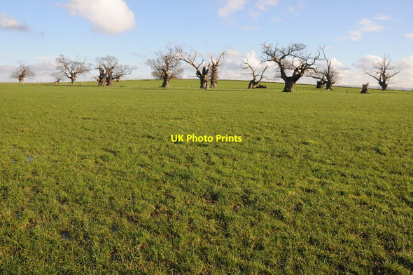 Photo 6"x4" Ancient oak trees Tewkesbury c2014